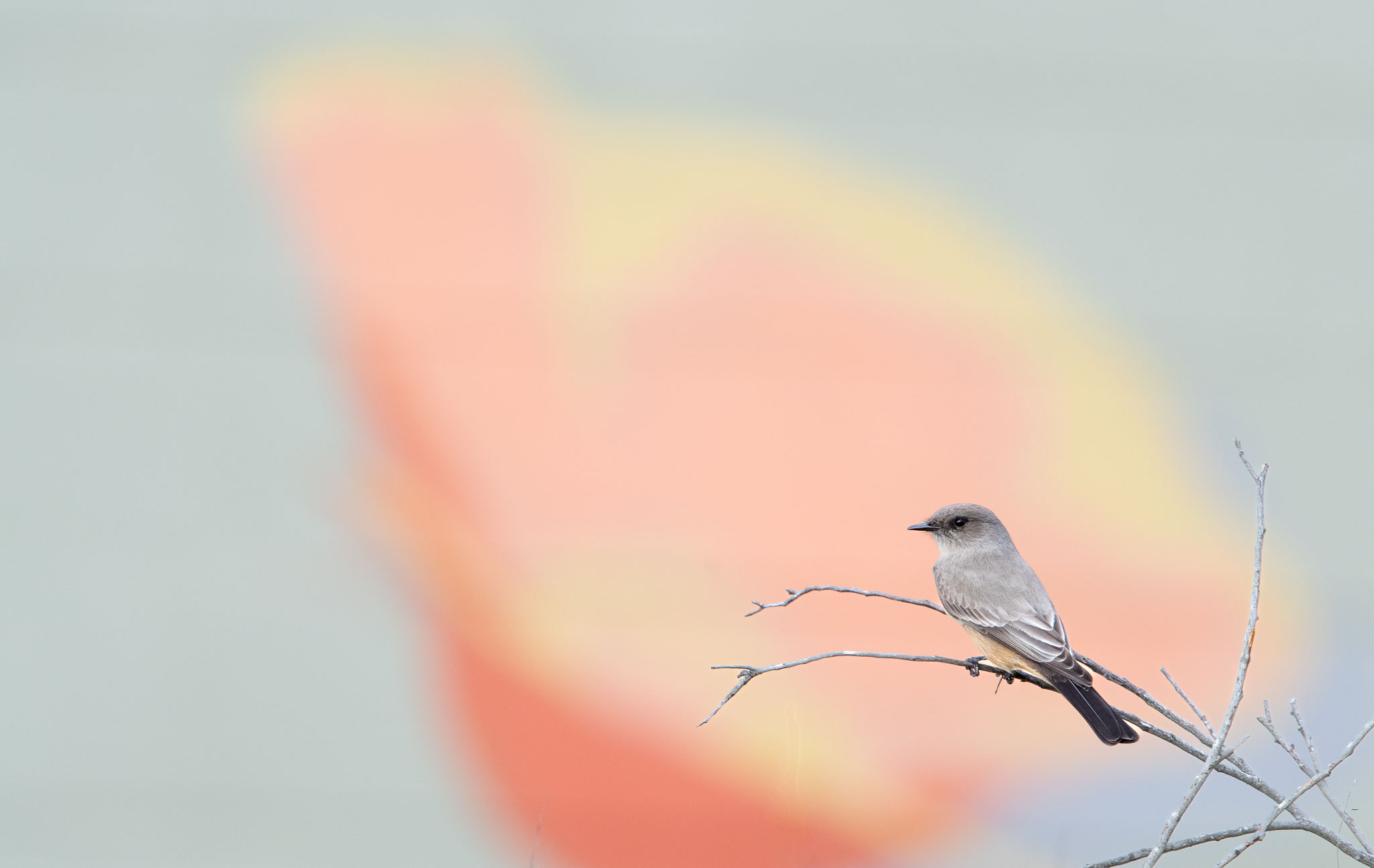 Using autofocus like a pro: Tips to achieve perfectly sharp images.